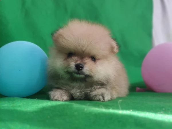 regalo pomerania whatsapp  0039 353 317 4023 