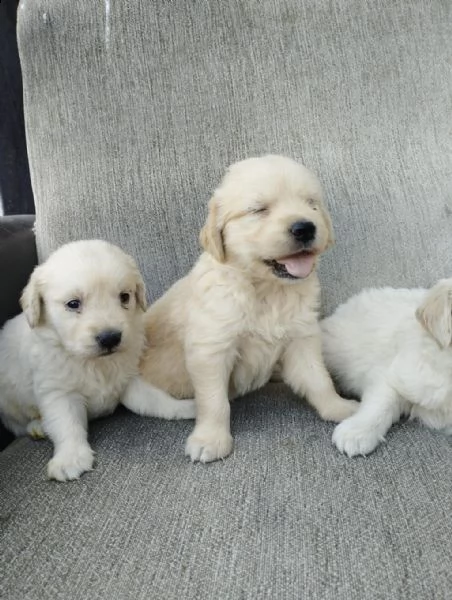 regalo cuccioli golden retriever whatsapp  0039 353 317 4023 