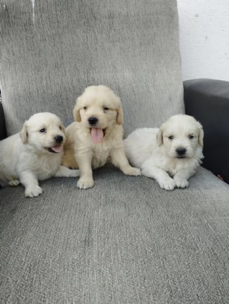 regalo cuccioli golden retriever whatsapp  0039 353 317 4023  | Foto 2