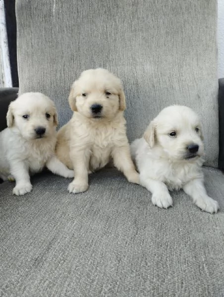 regalo cuccioli golden retriever whatsapp  0039 353 317 4023  | Foto 1