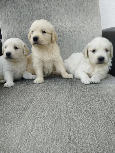 regalo cuccioli golden retriever whatsapp  0039 353 317 4023  | Foto 0