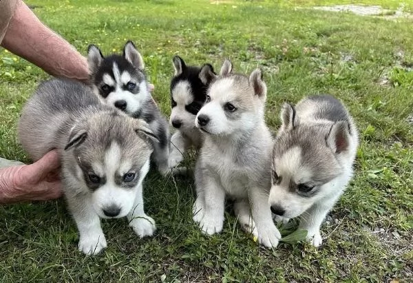adotta un cucciolo di husky whatsapp 0039 353 317 4023 