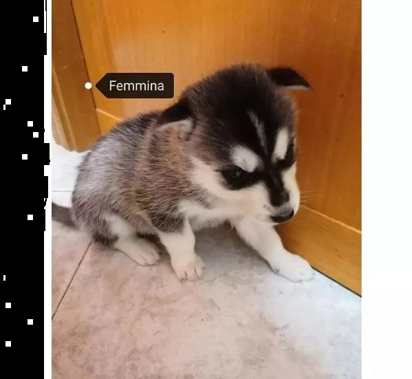 adotta un cucciolo di husky whatsapp 0039 353 317 4023  | Foto 2