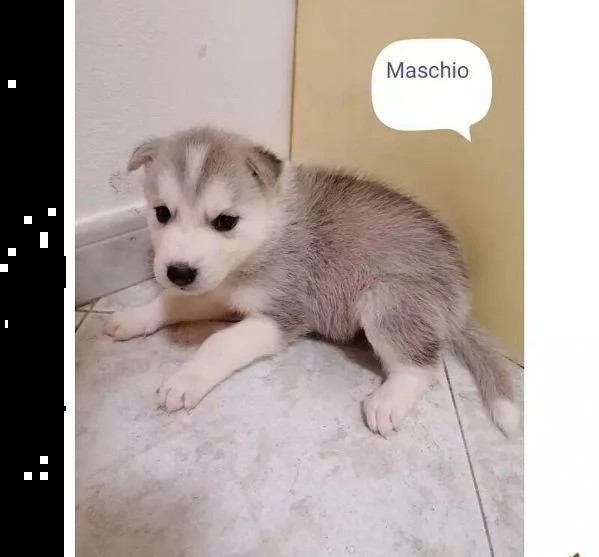 adotta un cucciolo di husky whatsapp 0039 353 317 4023  | Foto 1
