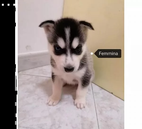 adotta un cucciolo di husky whatsapp 0039 353 317 4023  | Foto 0