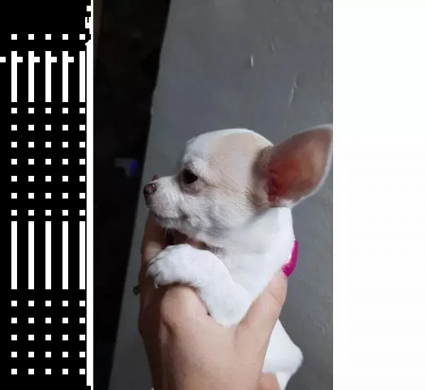 adotta un cucciolo di chihuahua whatsapp  0039 353 317 4023  | Foto 2