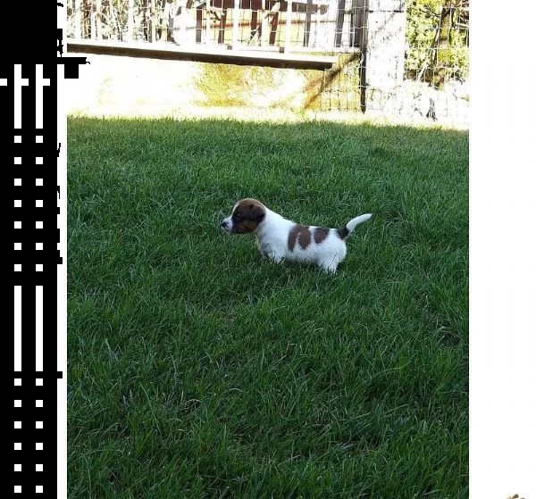 adotta un cucciolo di jack russell su whatsapp  0039 353 317 4023  | Foto 2