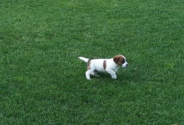 adotta un cucciolo di jack russell su whatsapp  0039 353 317 4023  | Foto 1