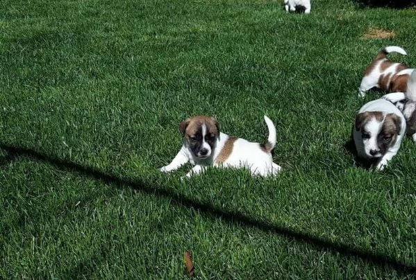 adotta un cucciolo di jack russell su whatsapp  0039 353 317 4023  | Foto 0