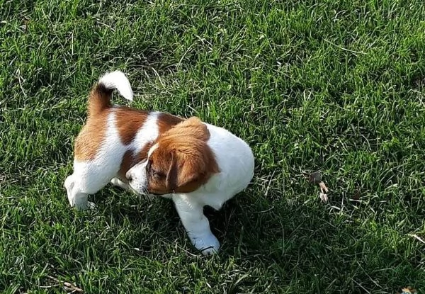 adotta un cucciolo di jack russell su whatsapp  0039 353 317 4023 