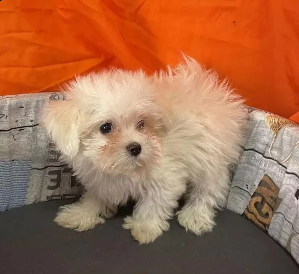 adotta un cucciolo di maltese whatsapp 0039 353 317 4023 | Foto 0