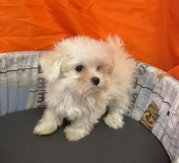 adotta un cucciolo di maltese whatsapp 0039 353 317 4023