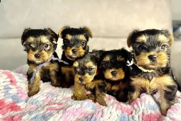 adotta un cucciolo di yorkie whatsapp  0039 353 317 4023 