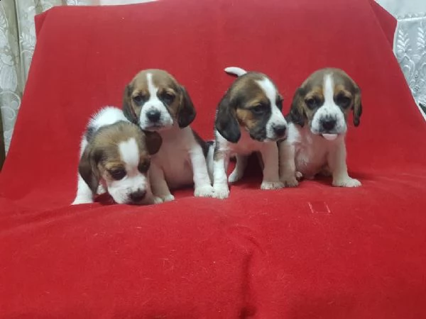 beagle in adozione whatsapp 0039 353 317 4023  | Foto 1