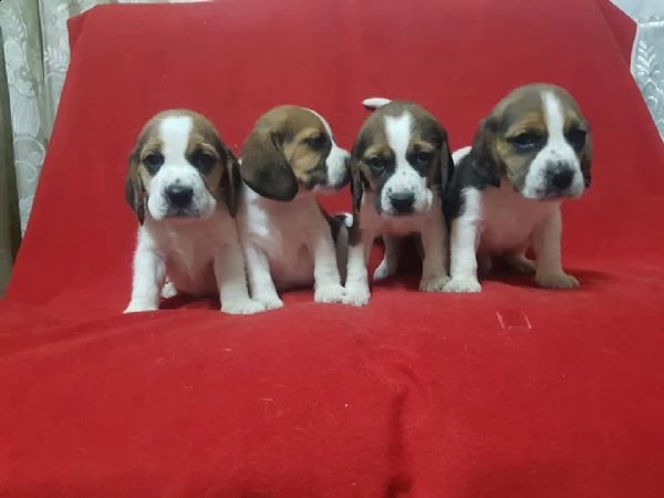 beagle in adozione whatsapp 0039 353 317 4023  | Foto 0