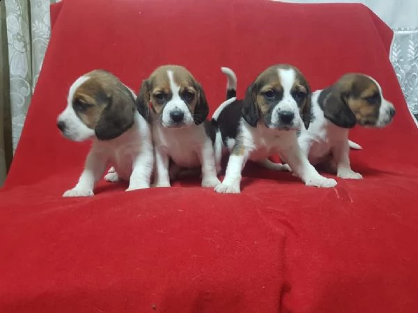 beagle in adozione whatsapp 0039 353 317 4023 