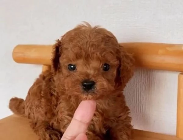cuccioli di cane barboncino toy