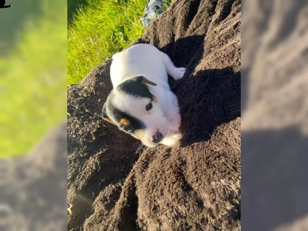 cuccioli di jack russel | Foto 4
