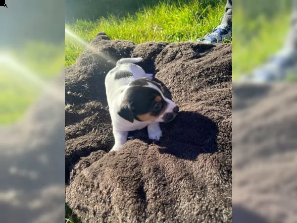 cuccioli di jack russel | Foto 3