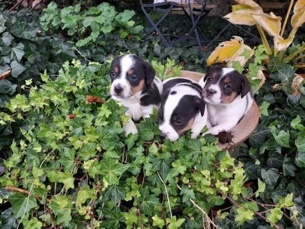 cuccioli di jack russel | Foto 2