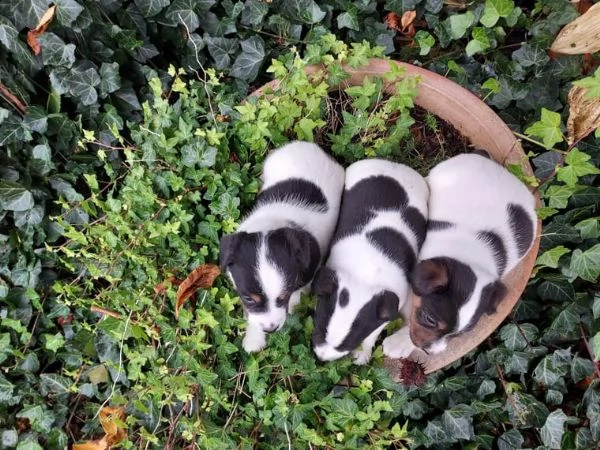 cuccioli di jack russel | Foto 1