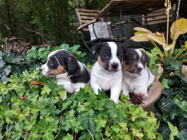 cuccioli di jack russel