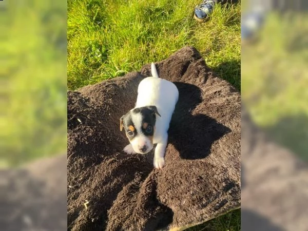 cuccioli di jack russel | Foto 0