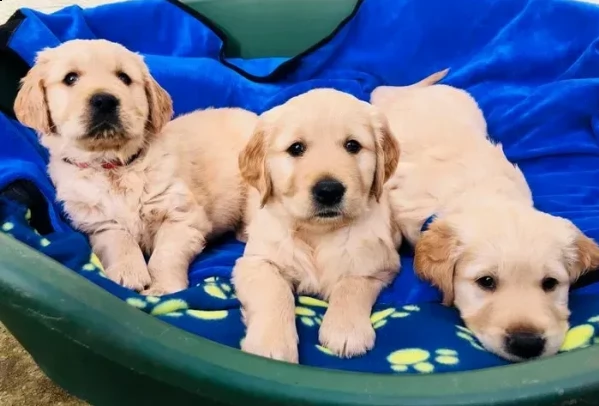 cuccioli di golden retriever disponibili 2 maschi