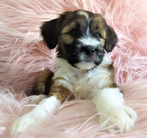 bellissimi cuccioli mastino tibetani di 3 mesi d