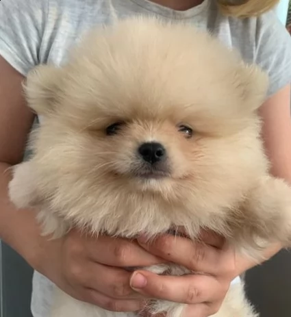 cuccioli di pomerania 