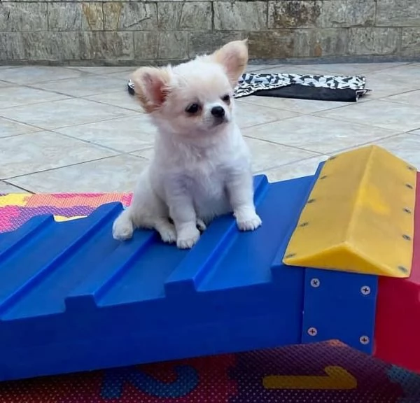 regalo chihuahua meravigliosi cuccioli di chihuahua ottima genealogia gia vaccinati sverminati e m