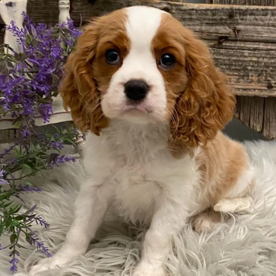 cuccioli di cavalier king femminucce e maschietti per ladozione gratuita i cuccioli sono vaccinati 