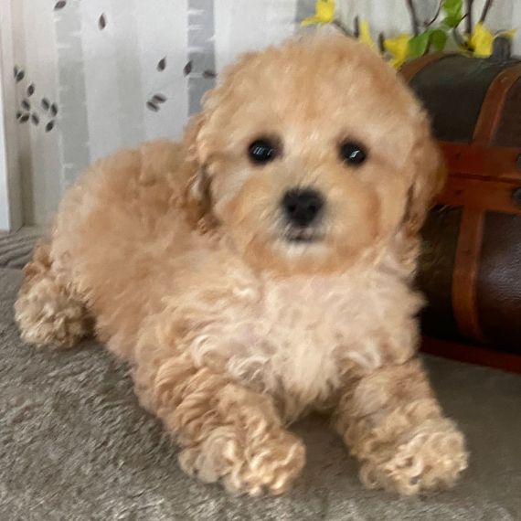 regalo abbiamo cuccioli di barboncino sono barboncino di dimensioni standard  sono registrati akc 