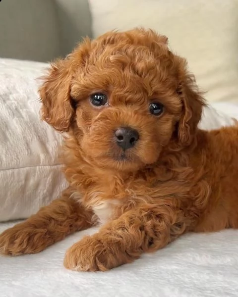cuccioli barboncini toy