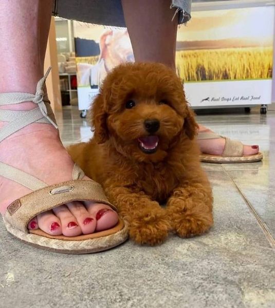 cuccioli di cane barboncino toy
