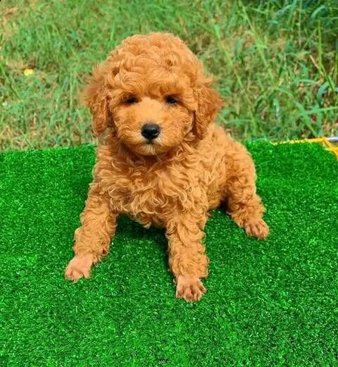cuccioli di barboncini taglia piccola