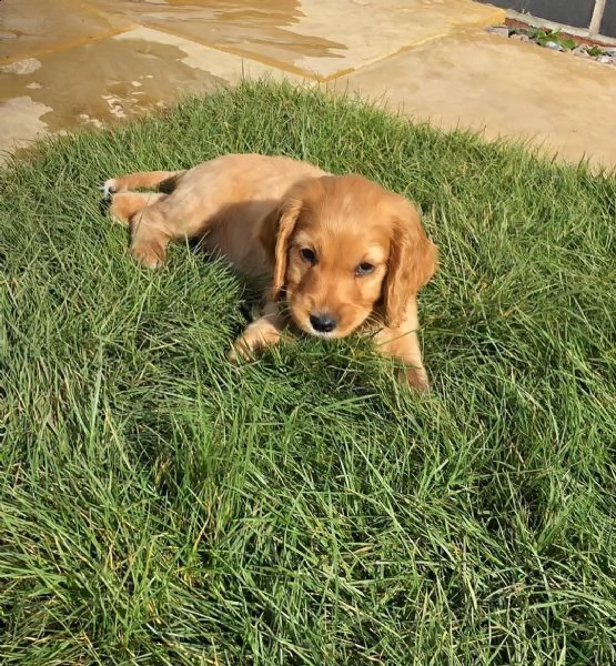 cuccioli di cocker spaniel