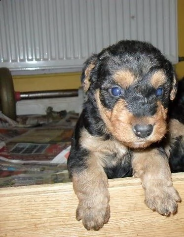 cuccioli di airedale terrier | Foto 0