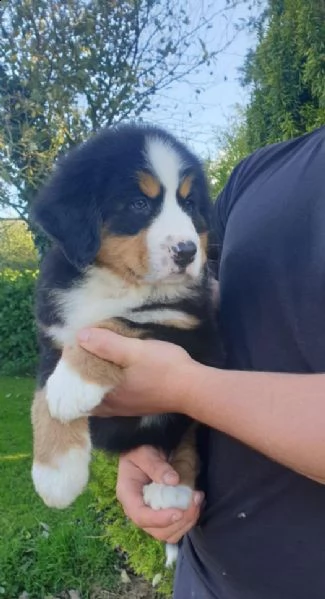 cuccioli di montagna bernese