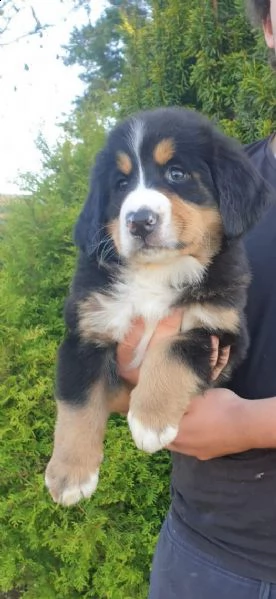 cuccioli di montagna bernese | Foto 0