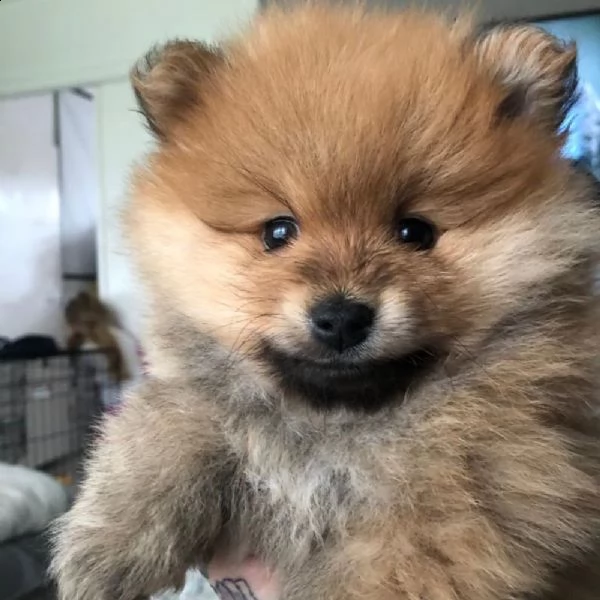 cuccioli di pomerania in miniatura | Foto 0