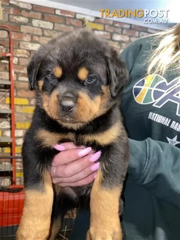 cuccioli di rottweiler
