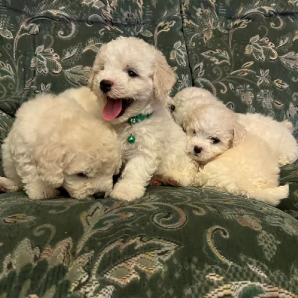 cuccioli di bichon fris