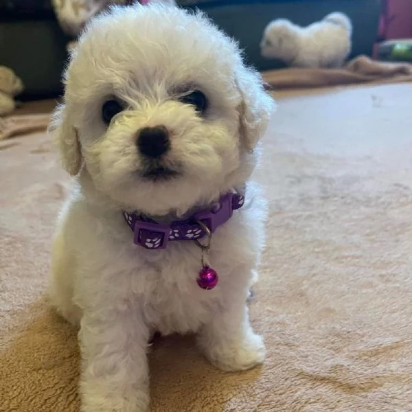 cuccioli di bichon fris | Foto 0