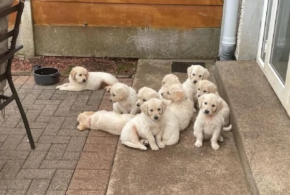 cane dal riporto dorato