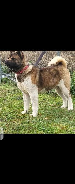 Akita americano  | Foto 0