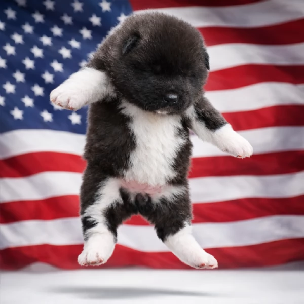 Akita americano  | Foto 0