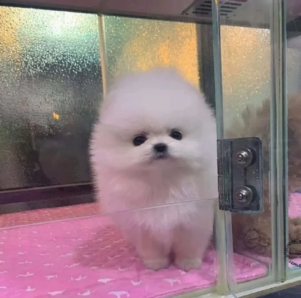 regalo  volpino pomerania mini toy | Foto 0