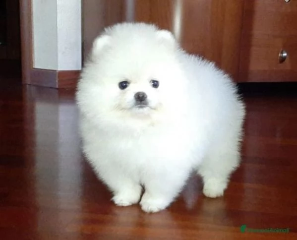 regalo  volpino pomerania mini toy