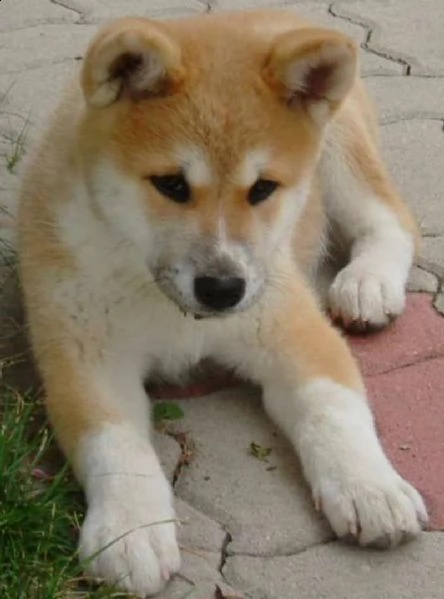 regalo akita inu disponibili bellissimi cuccioli gi vaccinati sverminati e iscritti in anagrafe can